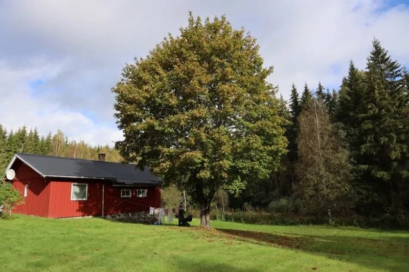 Hyresbostad på Rommenäs moslingsstugan i Töcksfors