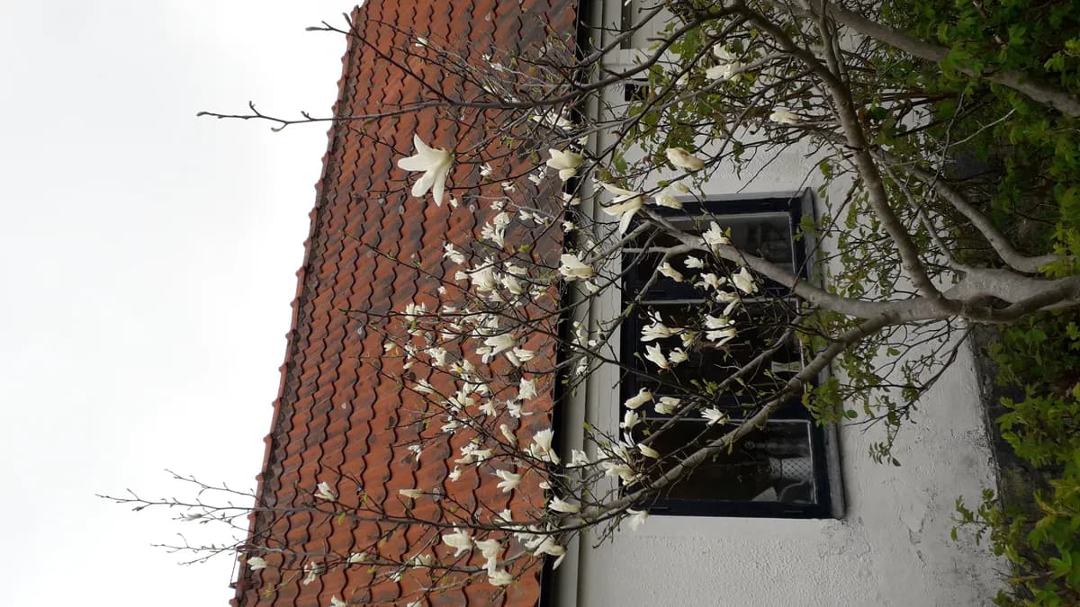 Hyresbostad på Brantevik i brantevik