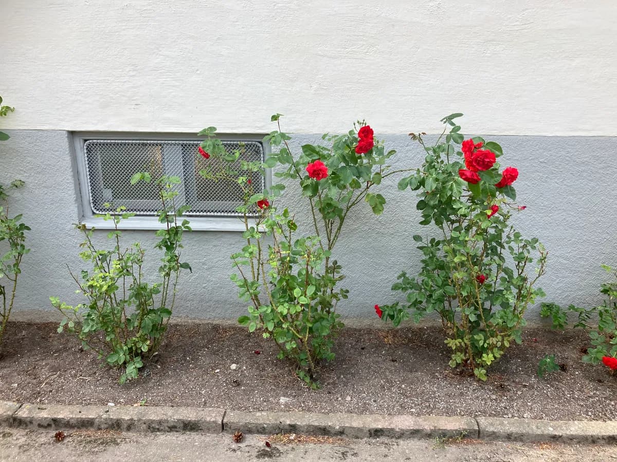 Hyreslägenhet på Johanneshov i johanneshov