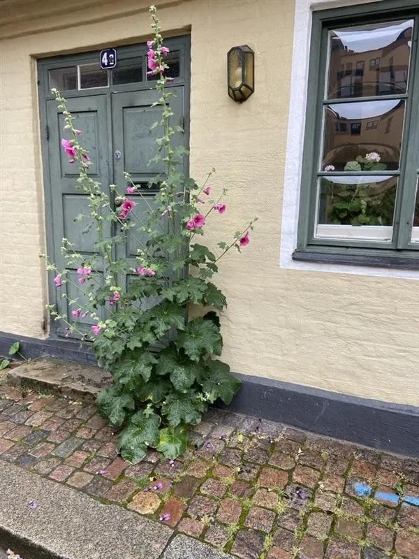 Hus på Lilla Tomegatan i Lund