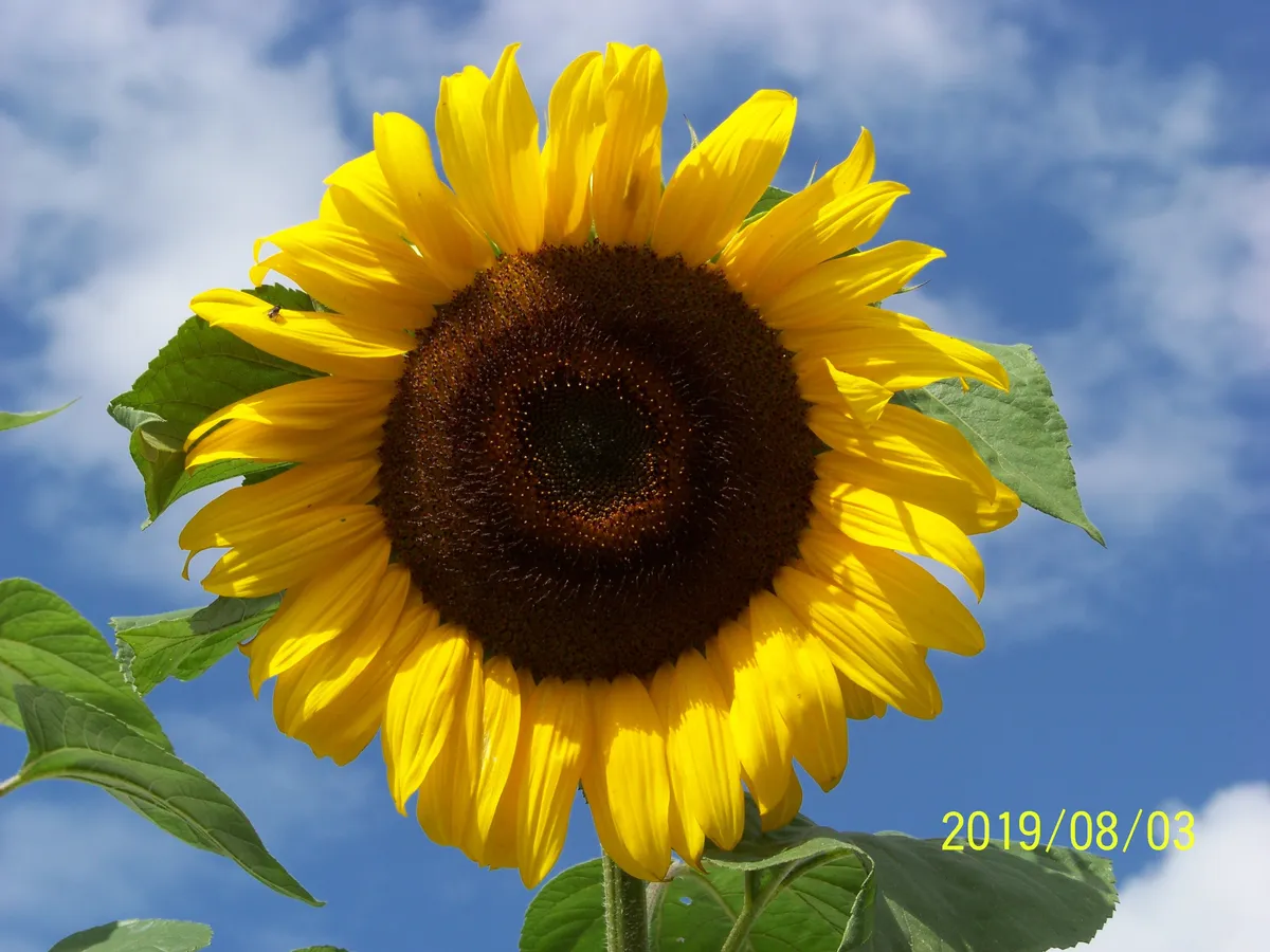 Hyreslägenhet på Svalöv i svalov